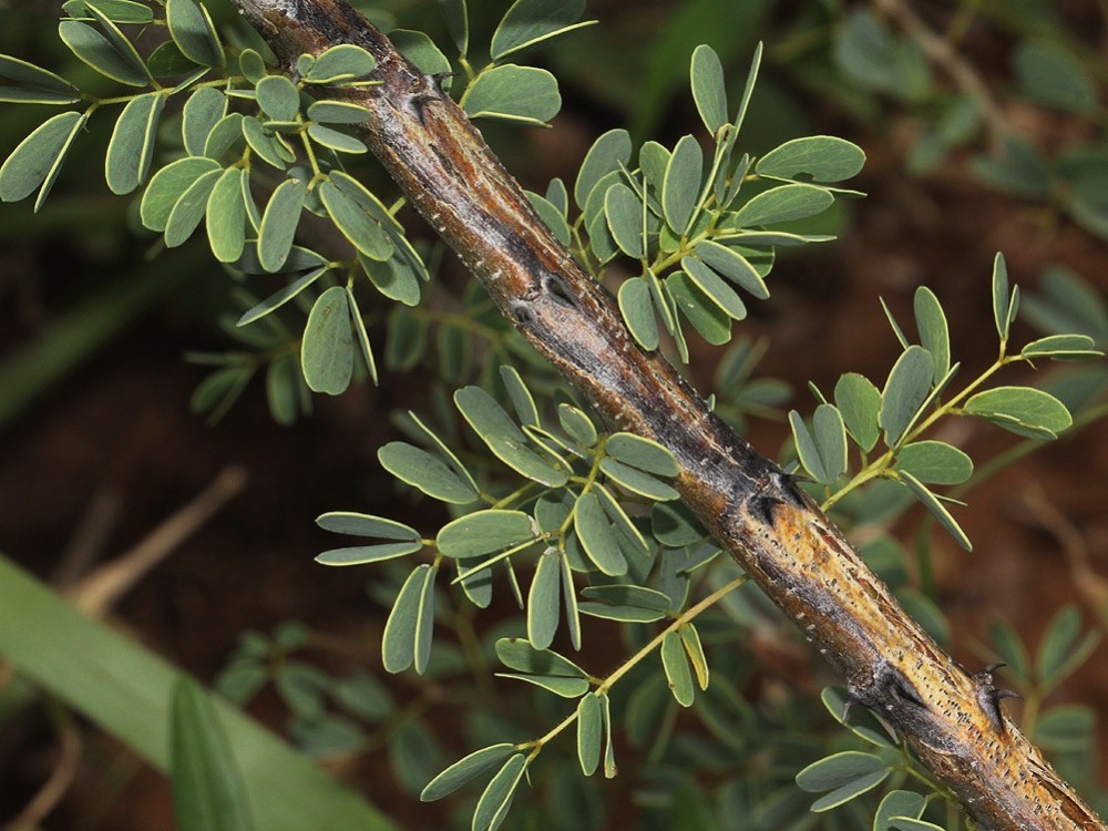 Acacia mellifera