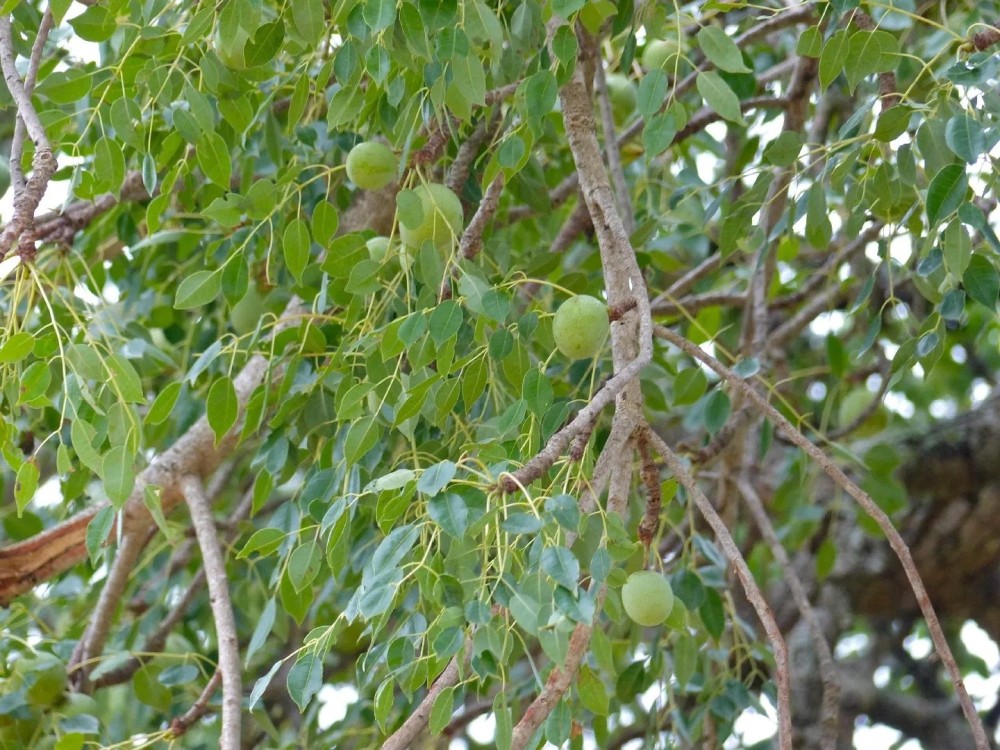 Marula