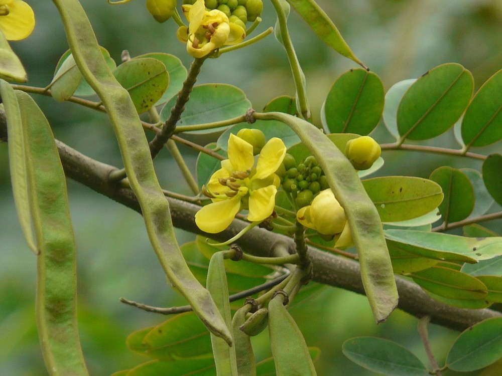 Cassia du Siam