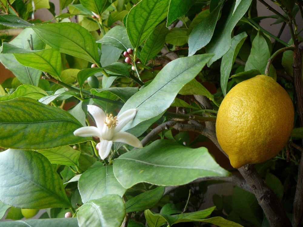 Citronnier