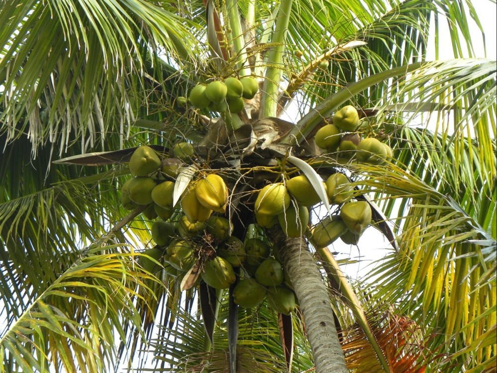 Cocotier