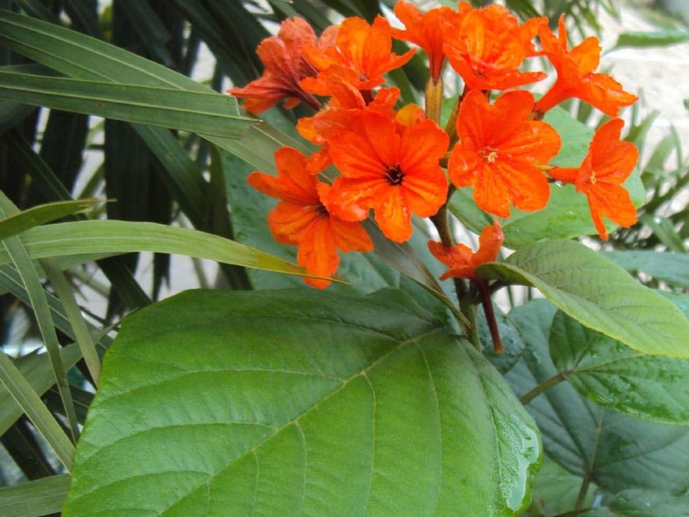 Cordia
