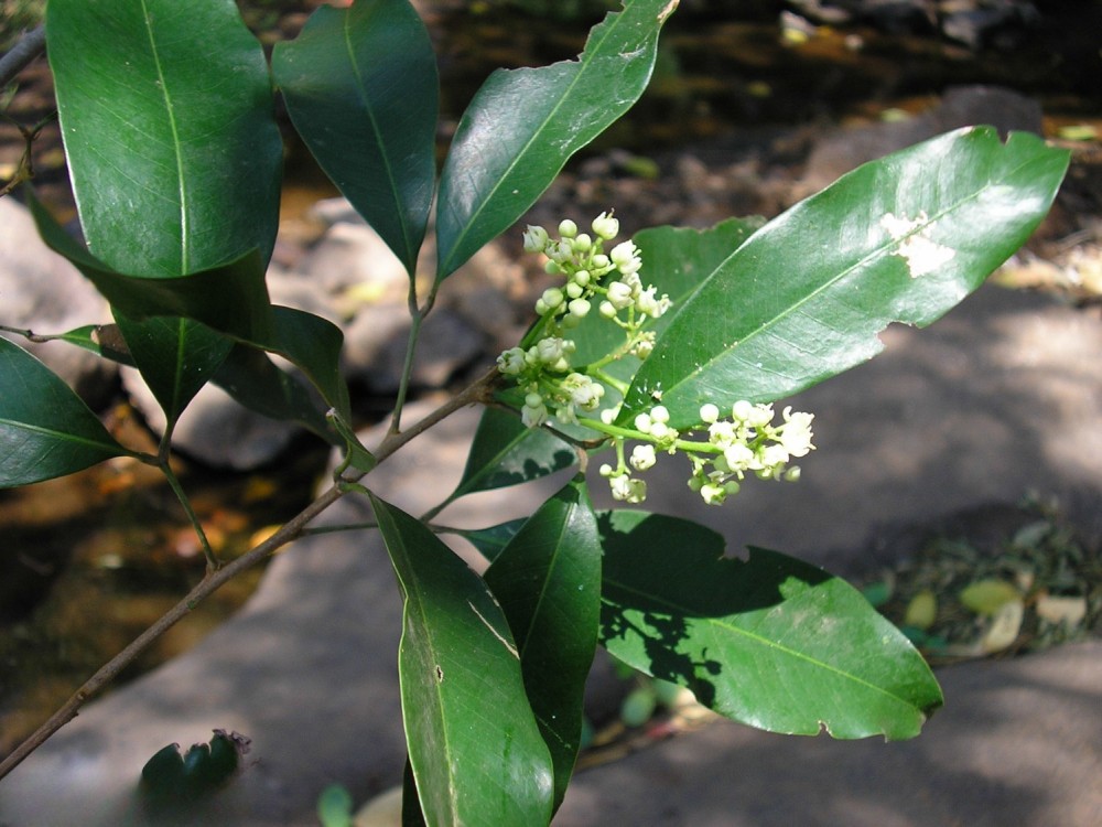 Aphania