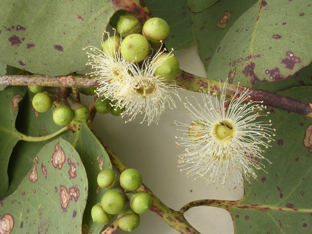 Eucalyptus