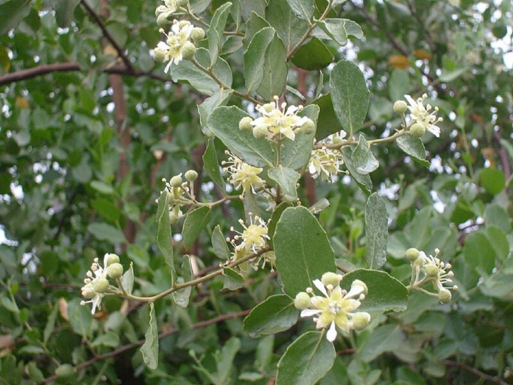 Henné