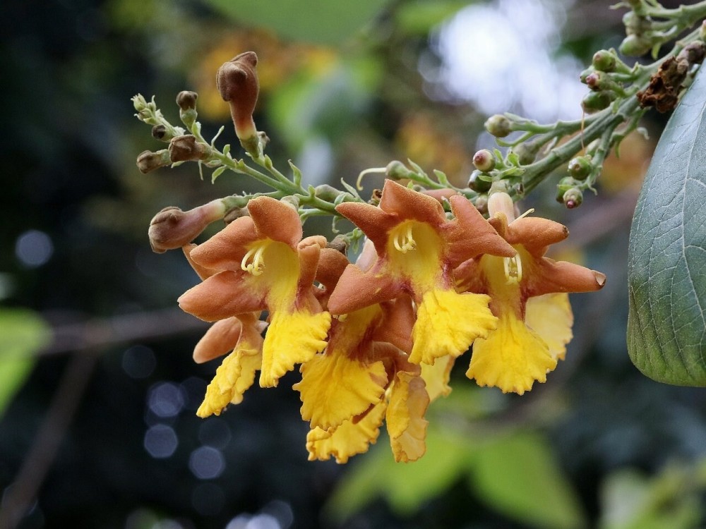 Gmelina