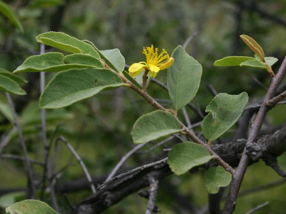 Grewia