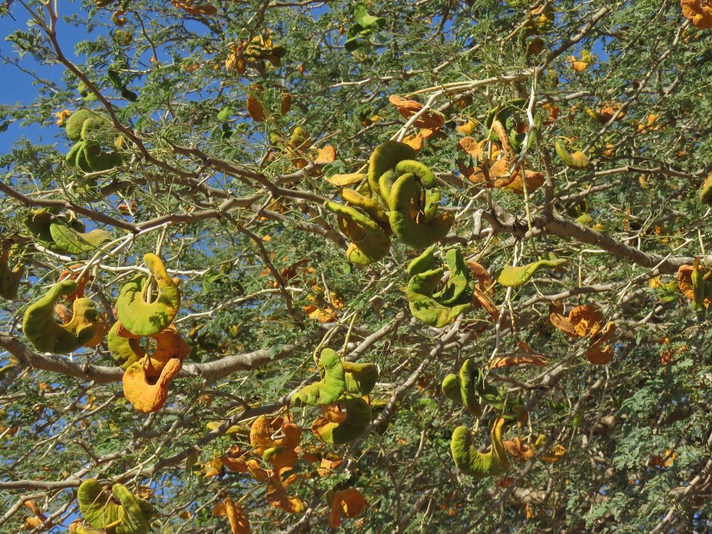 Acacia albida
