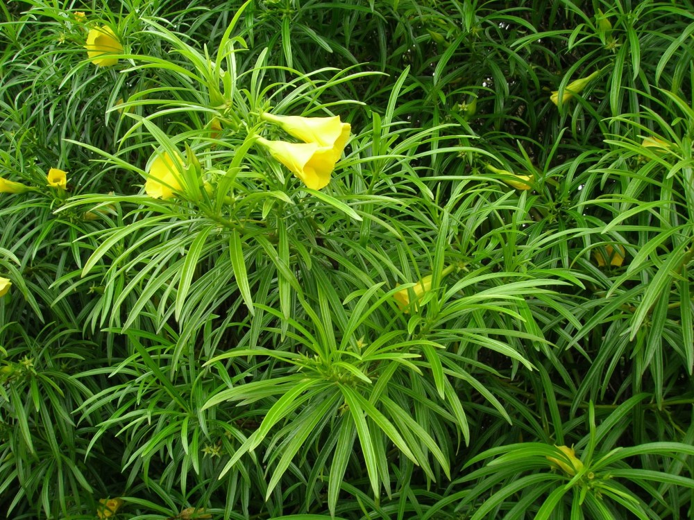 Laurier jaune