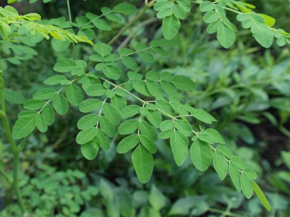 Moringa