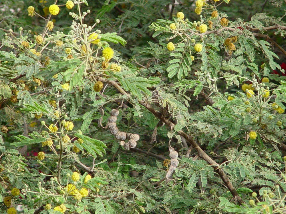 Acacia nilotica