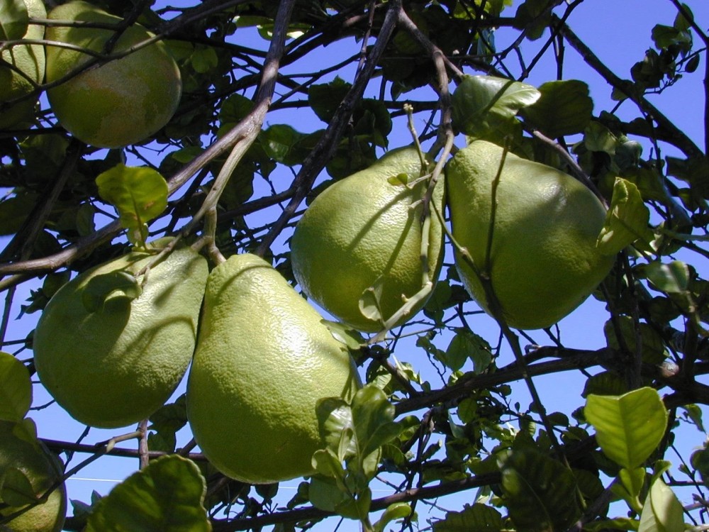 Pamplemoussier