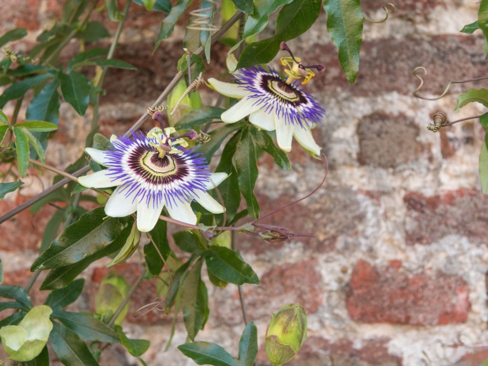 Passiflore fétide