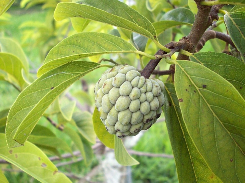 Pommier cannelle