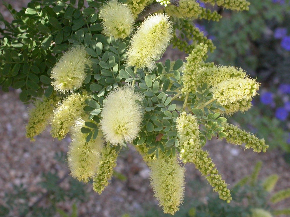 Anonychium