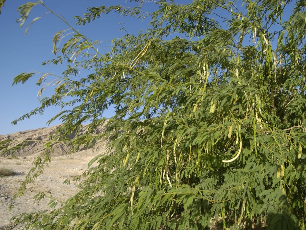 Bayahonde