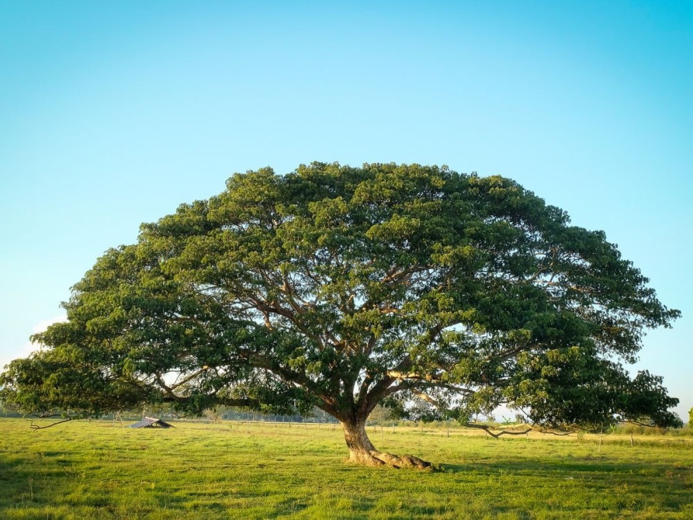 Arbre à pluie