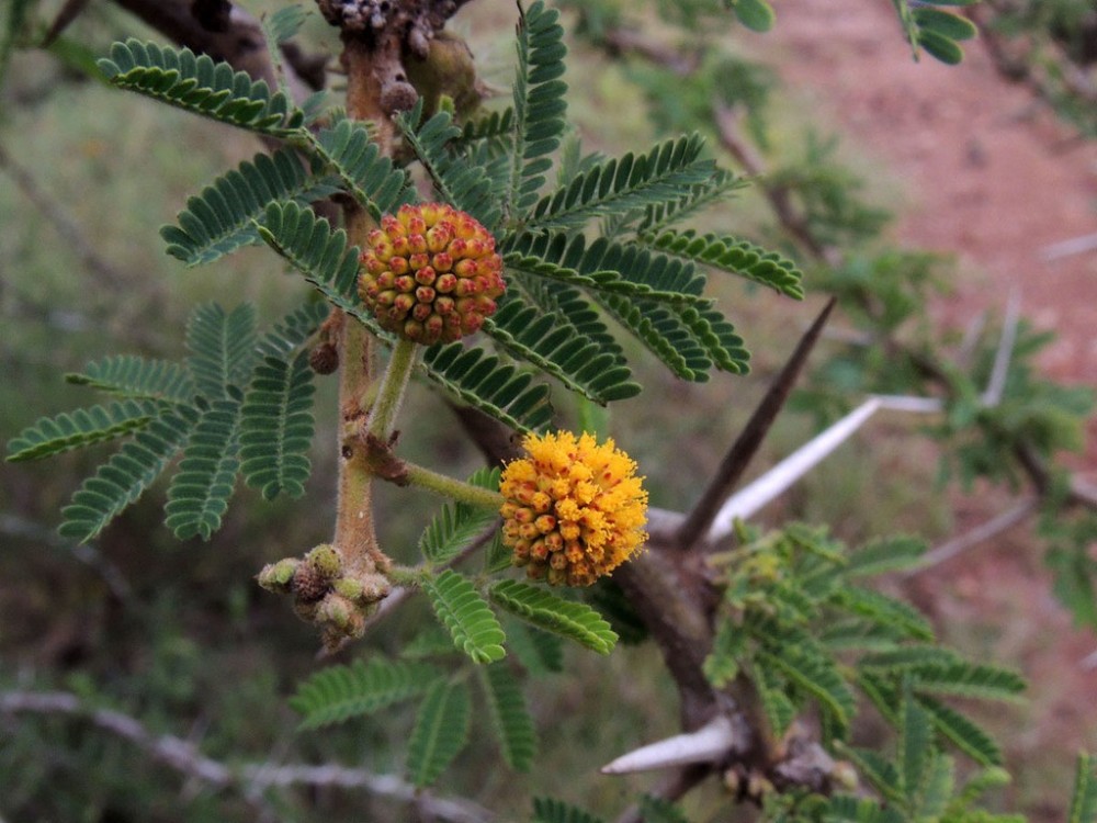 Acacia seyal