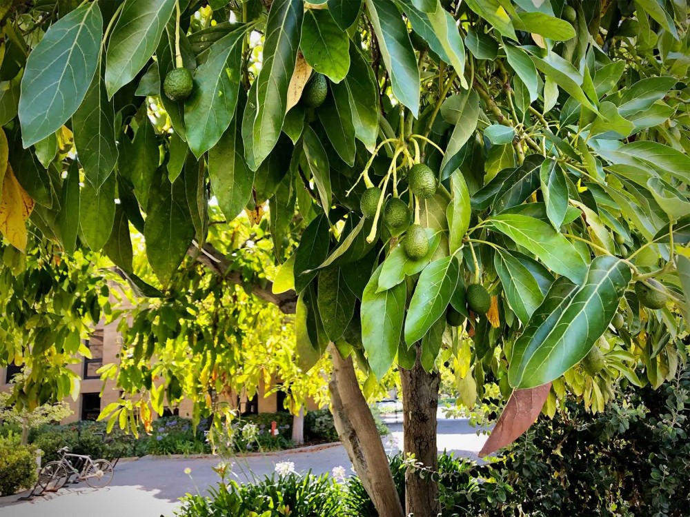 Avocatier