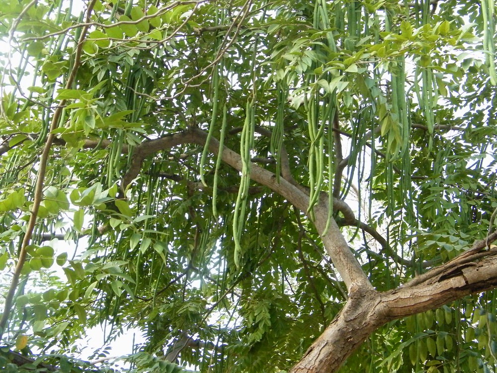 Acacia Sieberiana