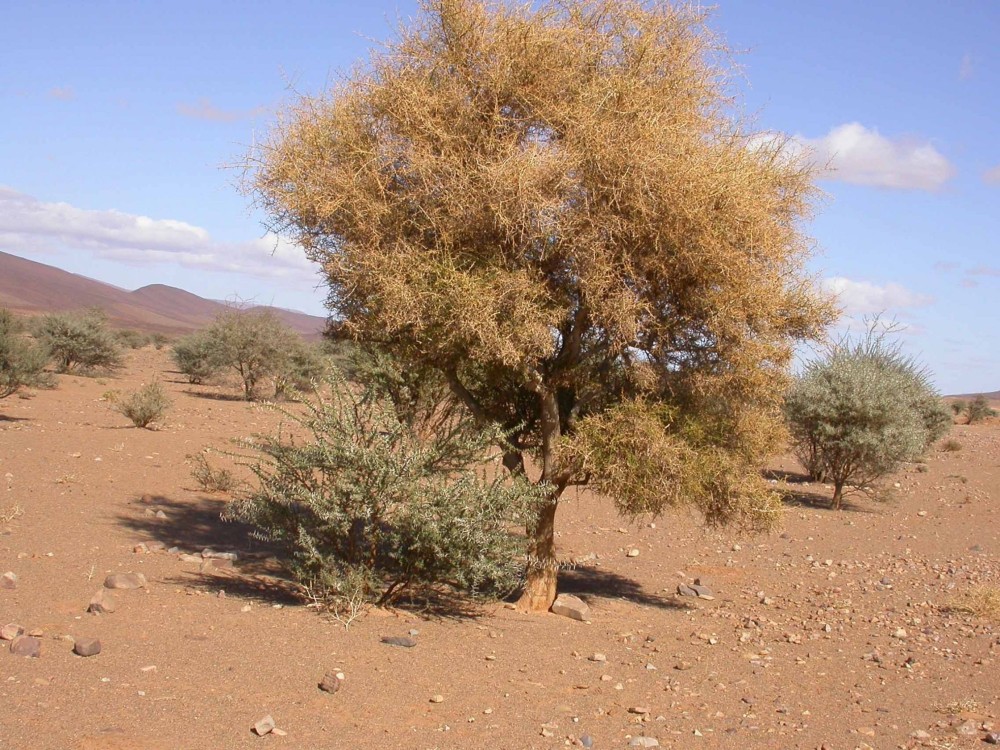 Dattier du désert