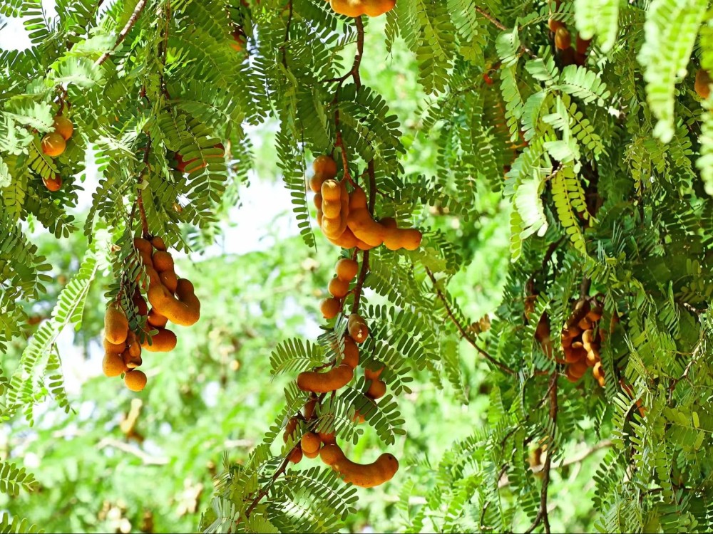 Tamarinier