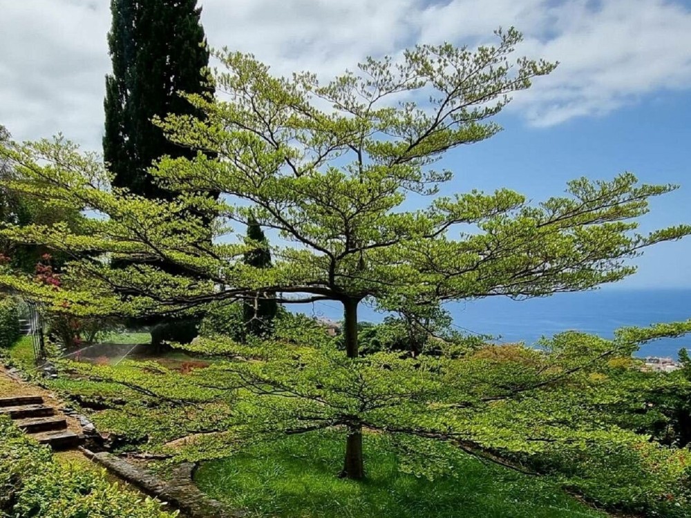 Terminalia