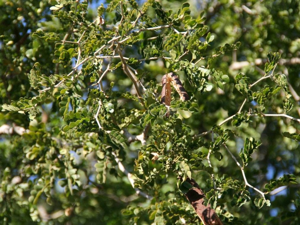 Anonychium