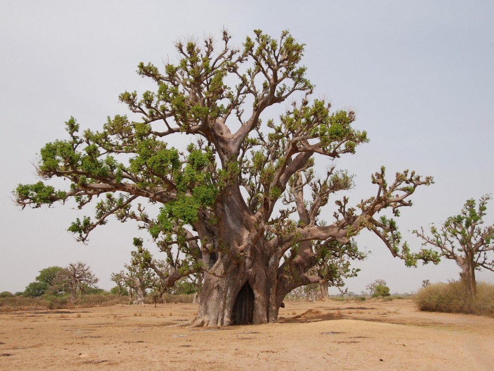 Baobab africain